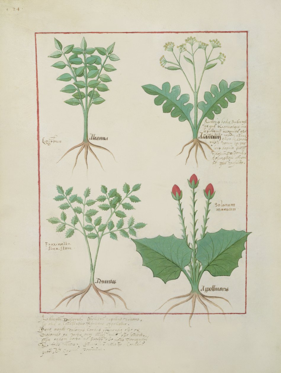 Liguster en Acanthus, Grasplant en Apollinaris, illustratie uit Het Boek der Eenvoudige Geneesmiddelen, door Matthaeus Platearius door Robinet Testard