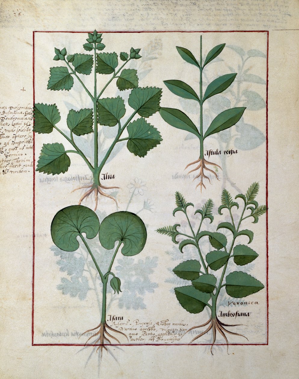 Marshmallow en Hastula Regia. Onderste rij: Asarabacca en Speedwell, illustratie uit The Simple Book of Medicines door Matteaus Platearius door Robinet Testard