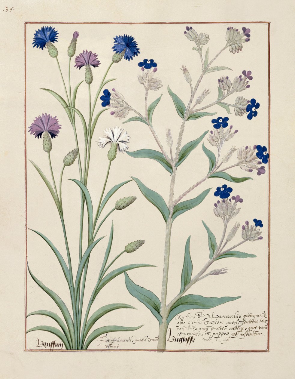 Illustratie uit het Boek der Eenvoudige Geneesmiddelen door Mattheaus Platearius 129v door Robinet Testard