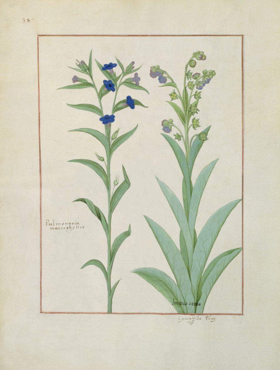 Longkruid en Longkruid, illustratie uit Het Boek der Eenvoudige Geneesmiddelen, door Mattheaus Platearius door Robinet Testard