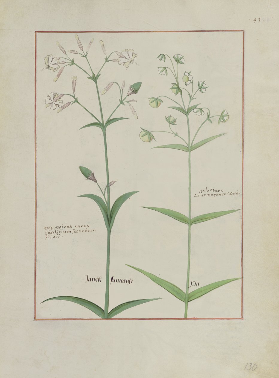 Illustratie uit Het boek der eenvoudige medicijnen door Mattheaus Platearius, c.1470 door Robinet Testard