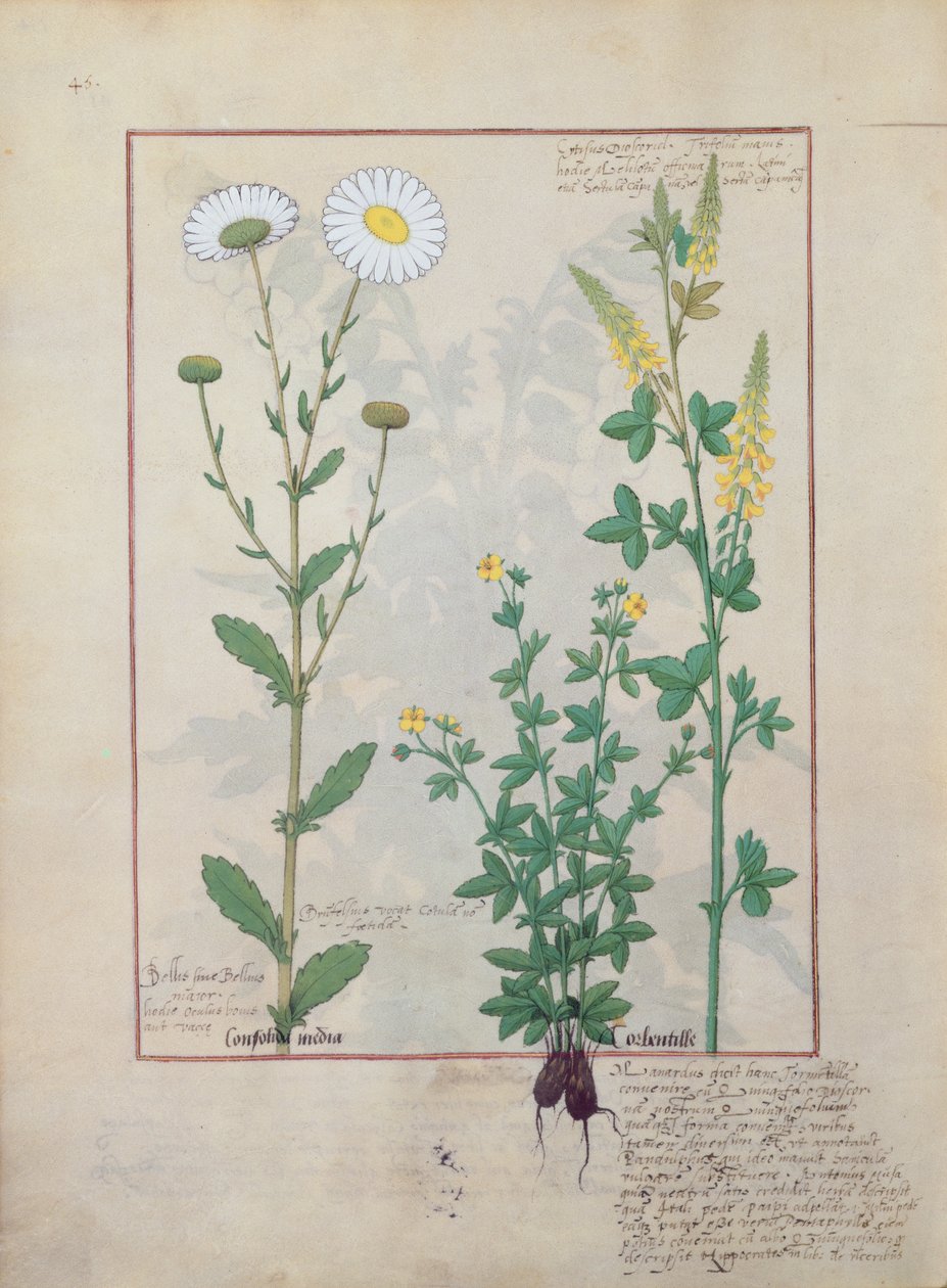 Illustratie uit The Book of Simple Medicines door Mattheaus Platearius 134v door Robinet Testard