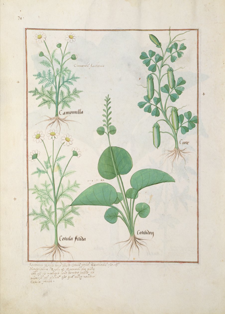Kamille (linksboven) en komkommer (rechts) Illustratie uit Het boek van eenvoudige medicijnen door Mattheaus Platearius 146 door Robinet Testard