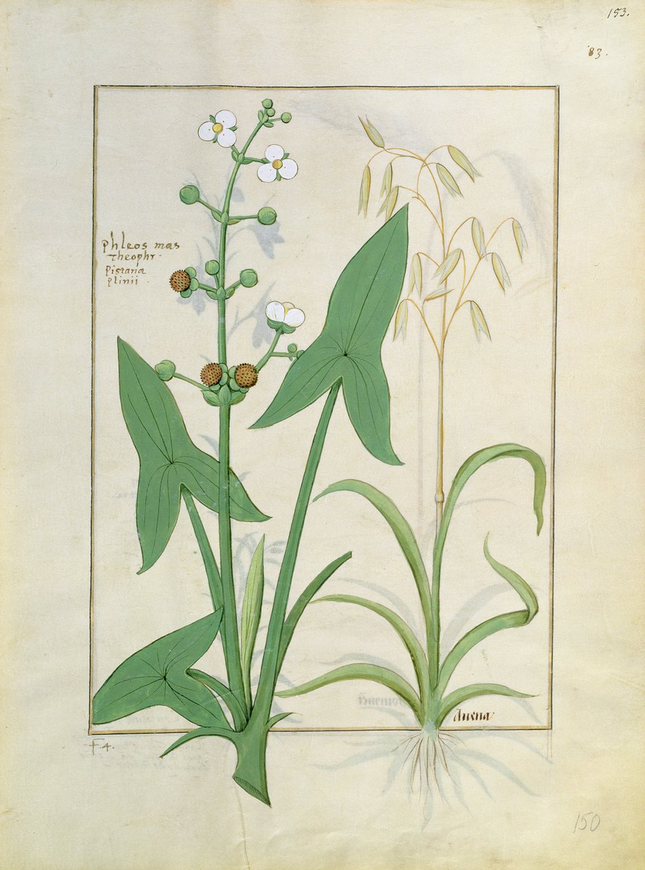 Illustratie uit het boek van eenvoudige medicijnen door Mattheaus Platearius 153r door Robinet Testard