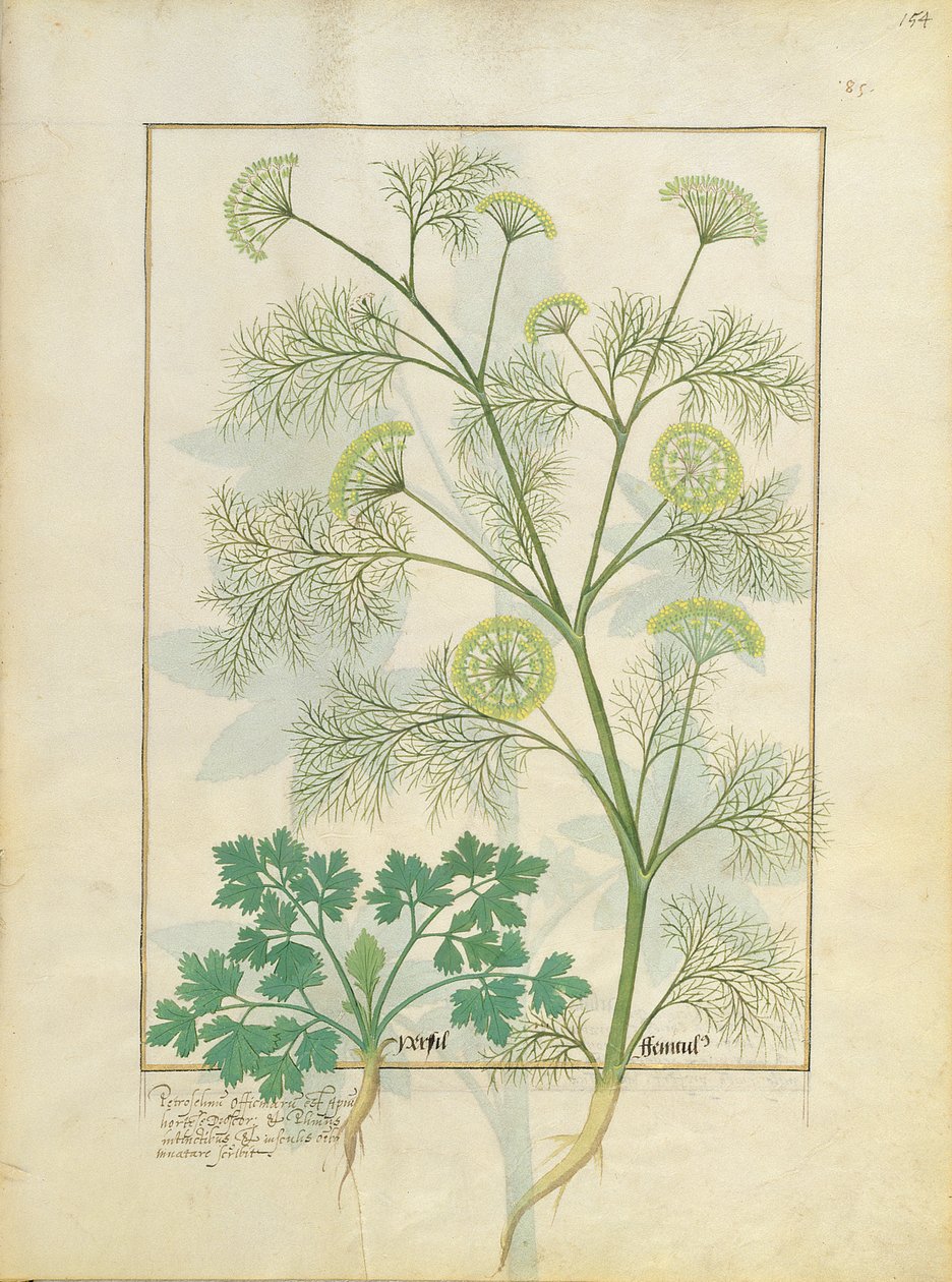 Peterselie en Venkel, Illustratie uit het Boek van Eenvoudige Geneesmiddelen door Mattheaus Platearius 154r door Robinet Testard