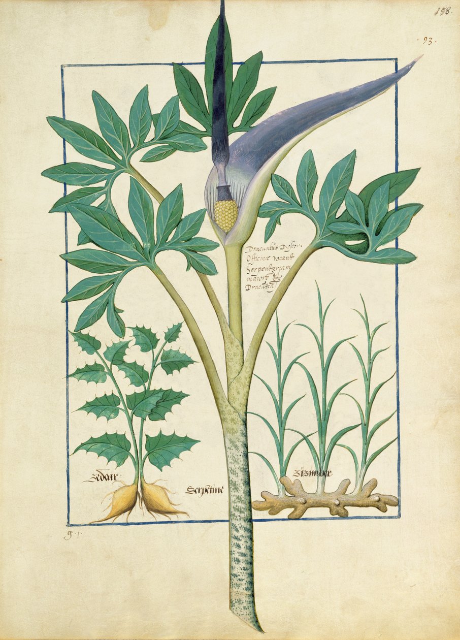 Orchidee, illustratie uit het Boek van Eenvoudige Geneesmiddelen door Mattheaus Platearius 158r door Robinet Testard