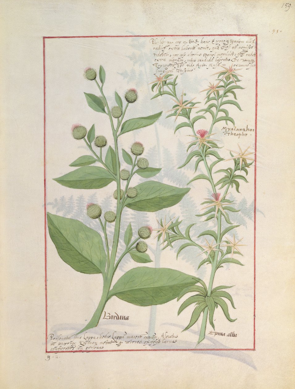 Illustratie uit het Boek der Eenvoudige Geneesmiddelen door Mattheaus Platearius door Robinet Testard