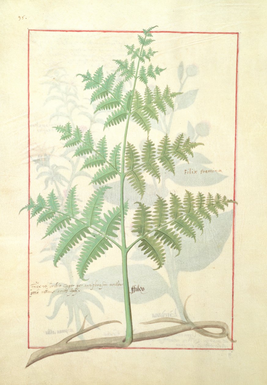 Illustratie uit het Boek der Eenvoudige Geneesmiddelen door Mattheaus Platearius 159v door Robinet Testard