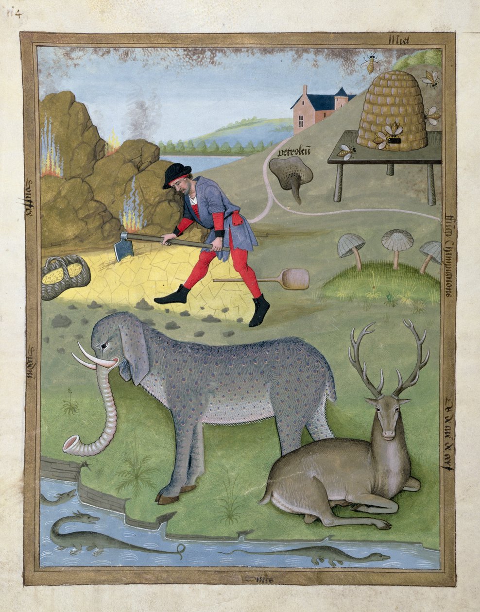 Illustratie uit het Boek der Eenvoudige Geneesmiddelen door Mattheaus Platearius 168v door Robinet Testard