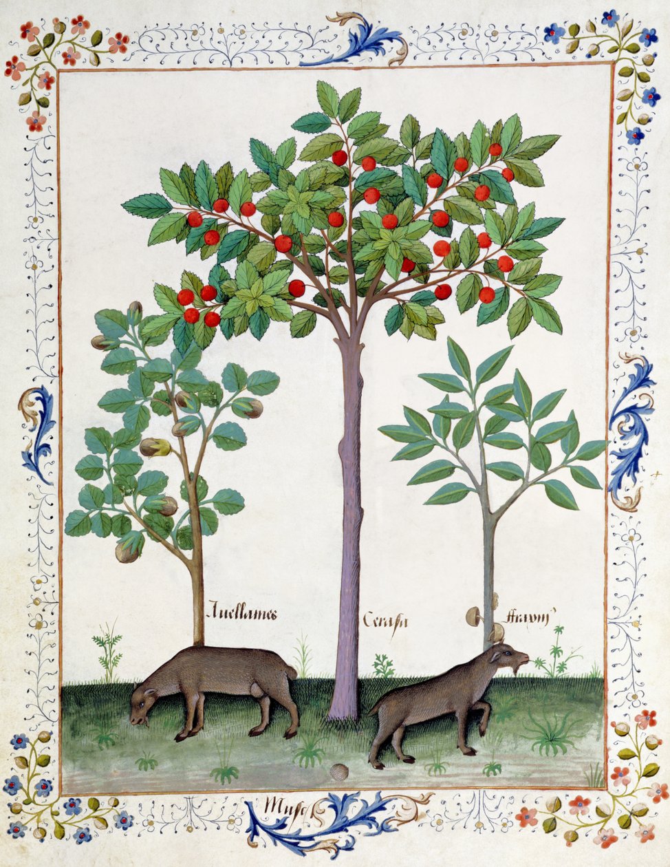 Hazelnootstruik (links) en Kersenboom (midden), Illustratie uit het Boek der Eenvoudige Geneesmiddelen door Mattheaus Platearius door Robinet Testard