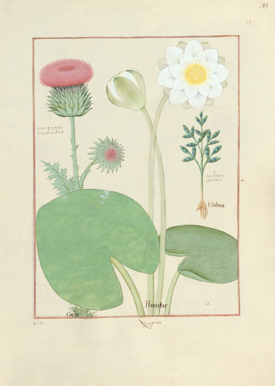 Gevederde distel, waterlelie en wonderboom, illustratie uit Het boek der eenvoudige medicijnen, door Mattheaus Platearius door Robinet Testard