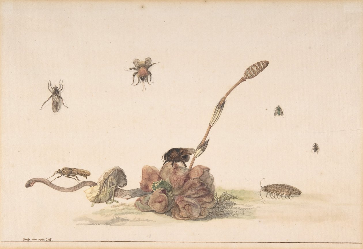 Verschillende Insecten bij een Schimmel door Rochus van Veen