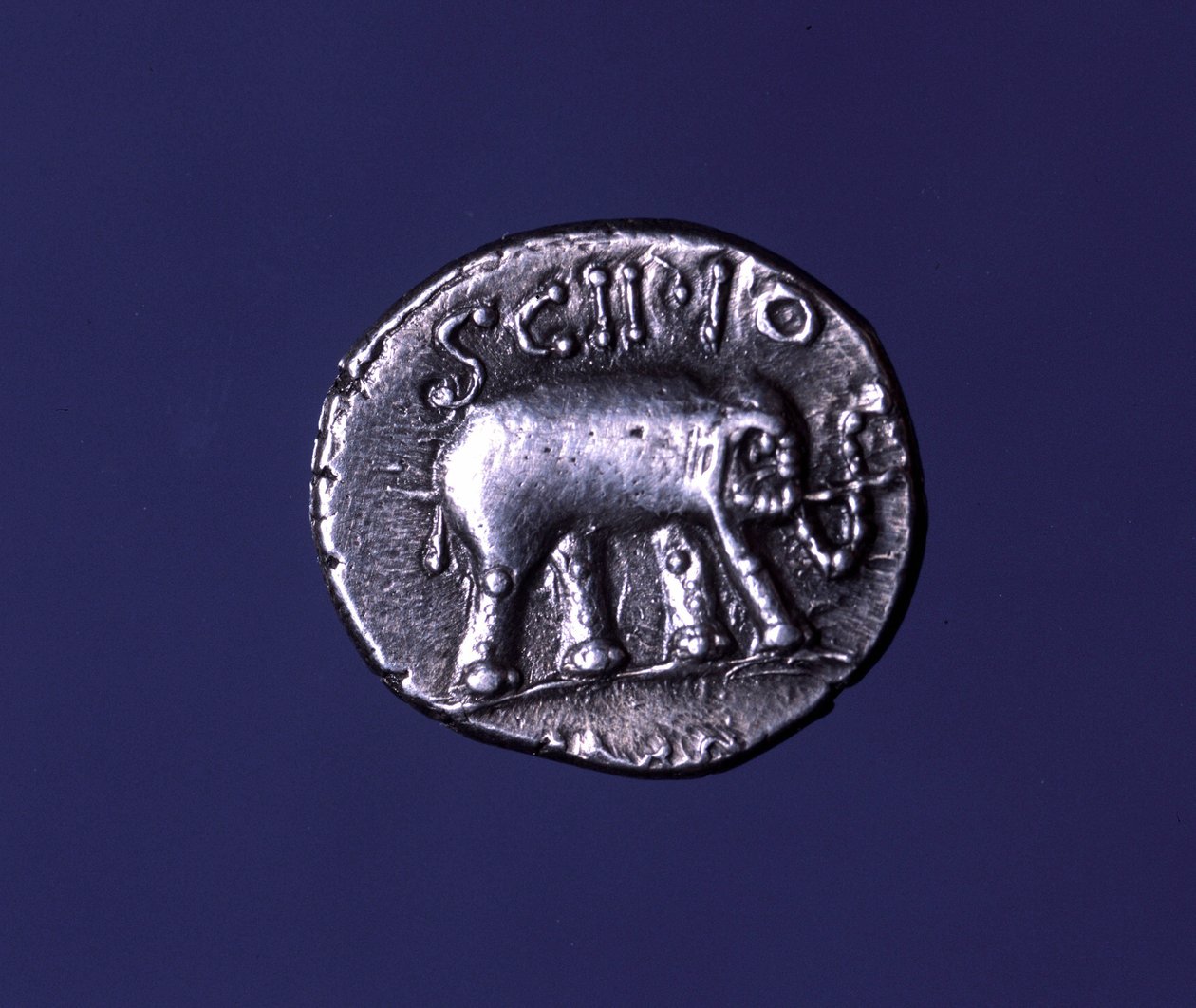 Zilveren munt met een olifant, fetisjdier van de Scipions. Lucius Caecilius Metellus veroverde de Carthaagse olifanten in 251 v.Chr. 47-46 v.Chr. door Roman