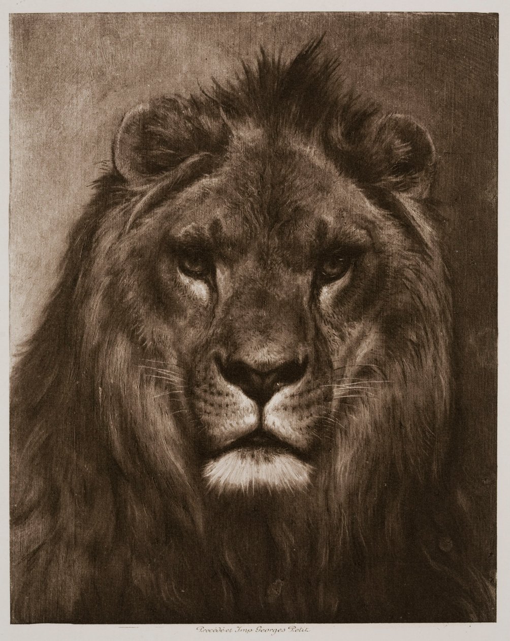 Leeuw door Rosa Bonheur