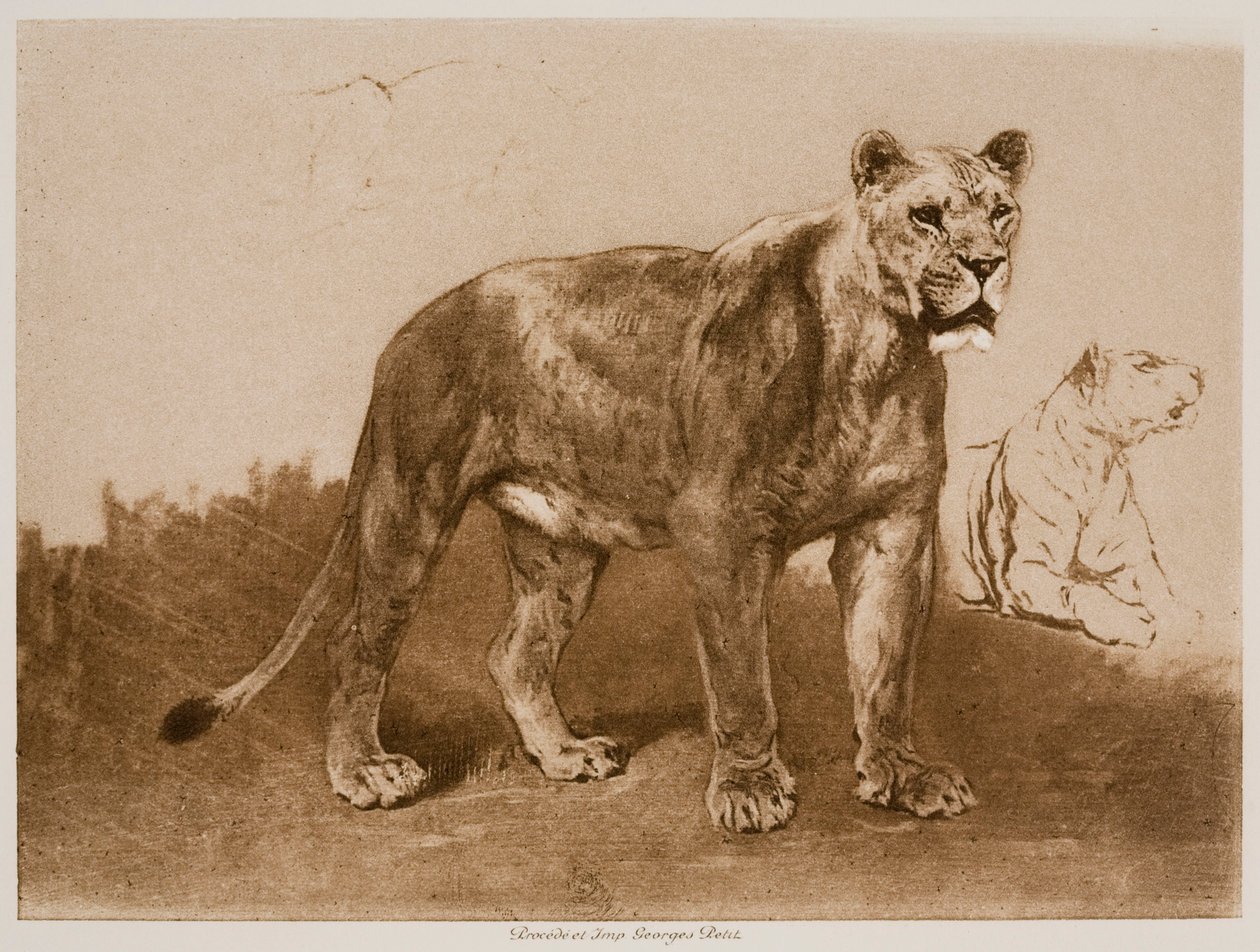 Studies van een leeuwin door Rosa Bonheur