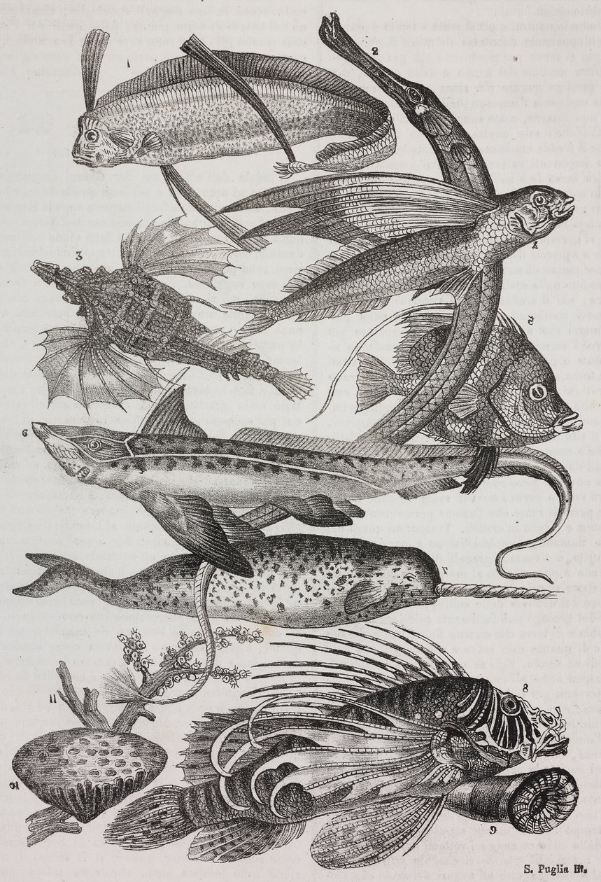 Zeewezens: 1 Dattiloftera, 2 Syngnathus, 3 Pegasus, 4 Trachypterus, 5 Chaetodon, 6 Konijnvis, 7 Eenhoorn (narwal), 8 Vliegende Pteroids, 9 Attinia door Salvatore Puglia