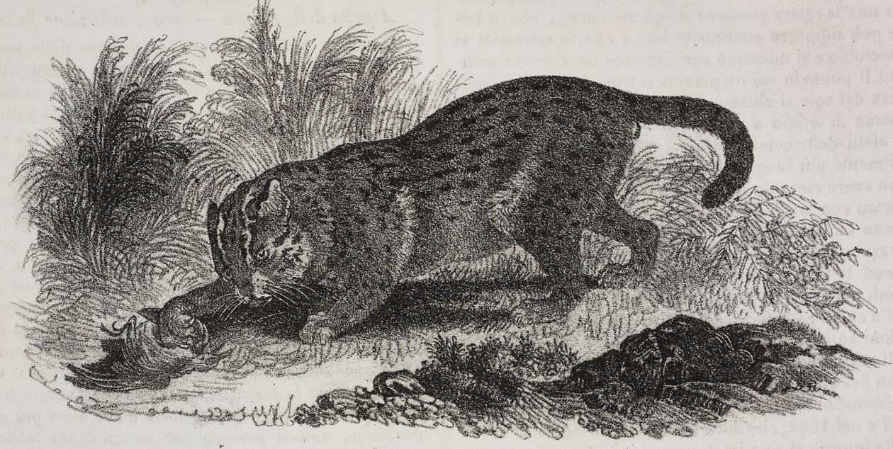 Sumatraanse kat, lithografie door Salvatore Puglia uit Poliorama Pittoresco, nr. 47, 1 juli door Salvatore Puglia