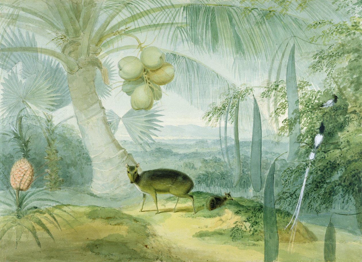 Een landschap in Ceylon, met blaffende herten en een paar paradijsvliegenvangers, c.1808-11 door Samuel Daniell