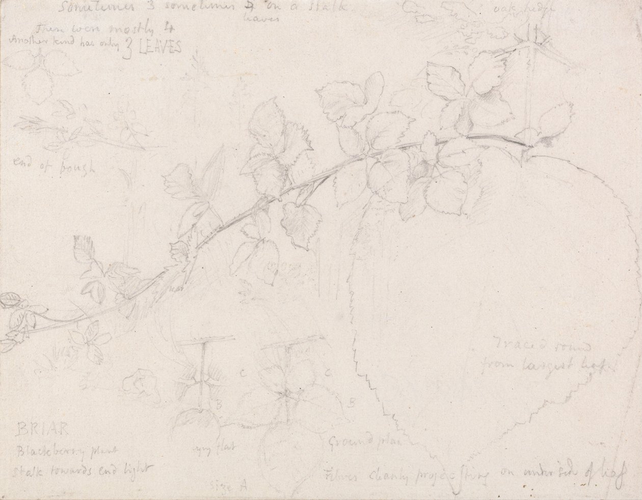 Braamstruiken door Samuel Palmer