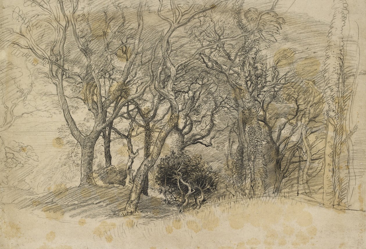 Studie van bomen, Clovelly Park, 1834 door Samuel Palmer