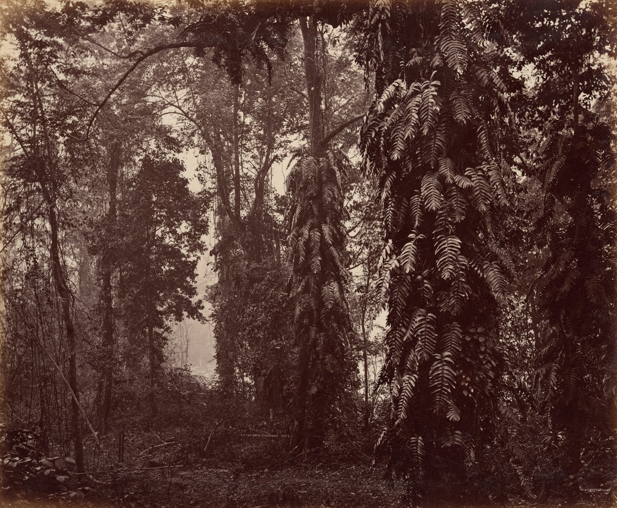 Darjeeling, India door Samuel Bourne