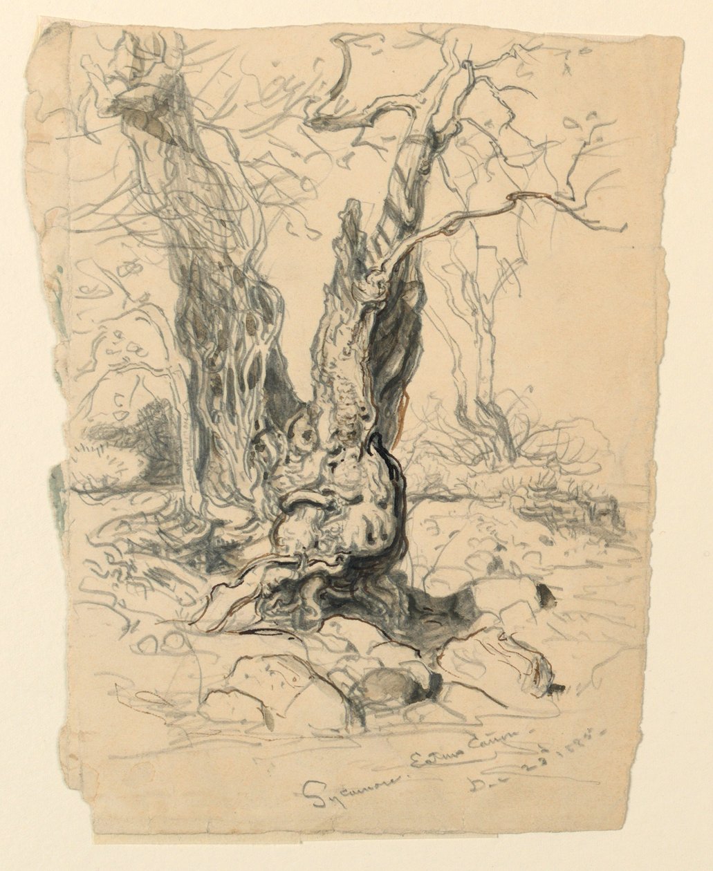 Tekening, Studies. Bomen, 23 december 1885 door Samuel Colman