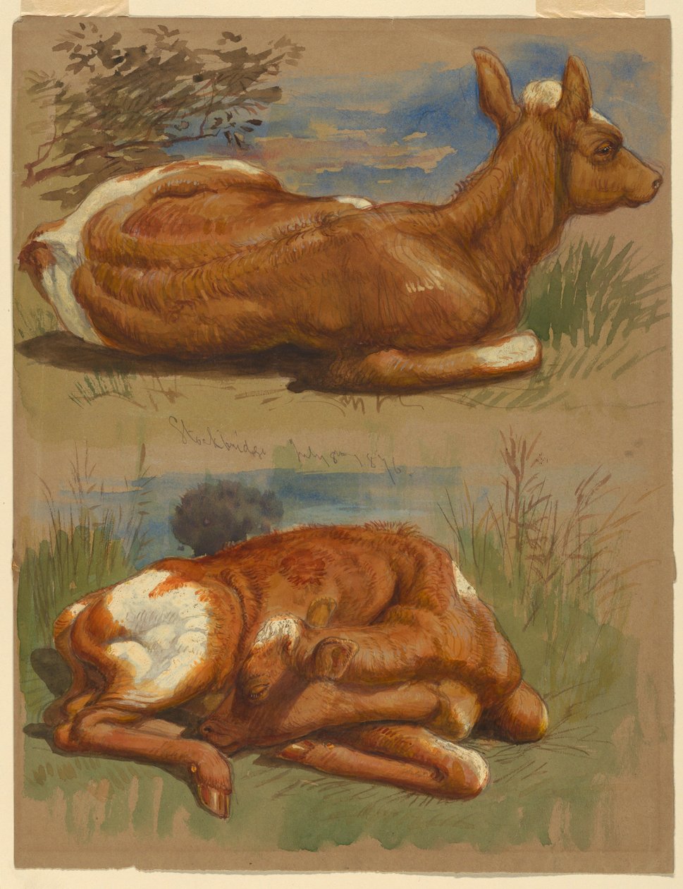 Tekening, Drie studies van kalveren, Stockbridge, 7 juli 1876 door Samuel Colman
