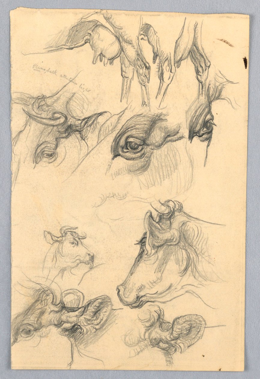 Studies van Koeien door Samuel Colman
