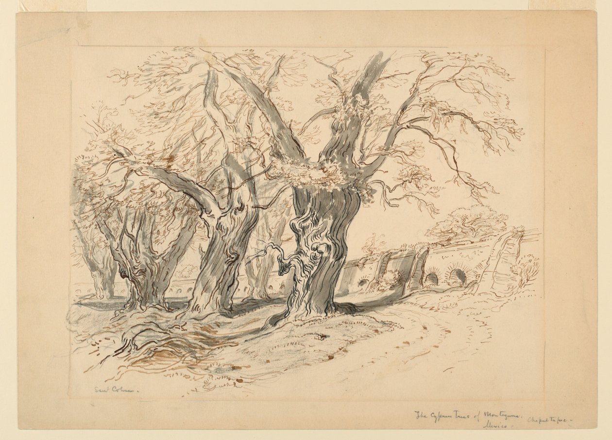 Studie voor De cipressen van Montezuma, Park van Chapultepec, Mexico door Samuel Colman