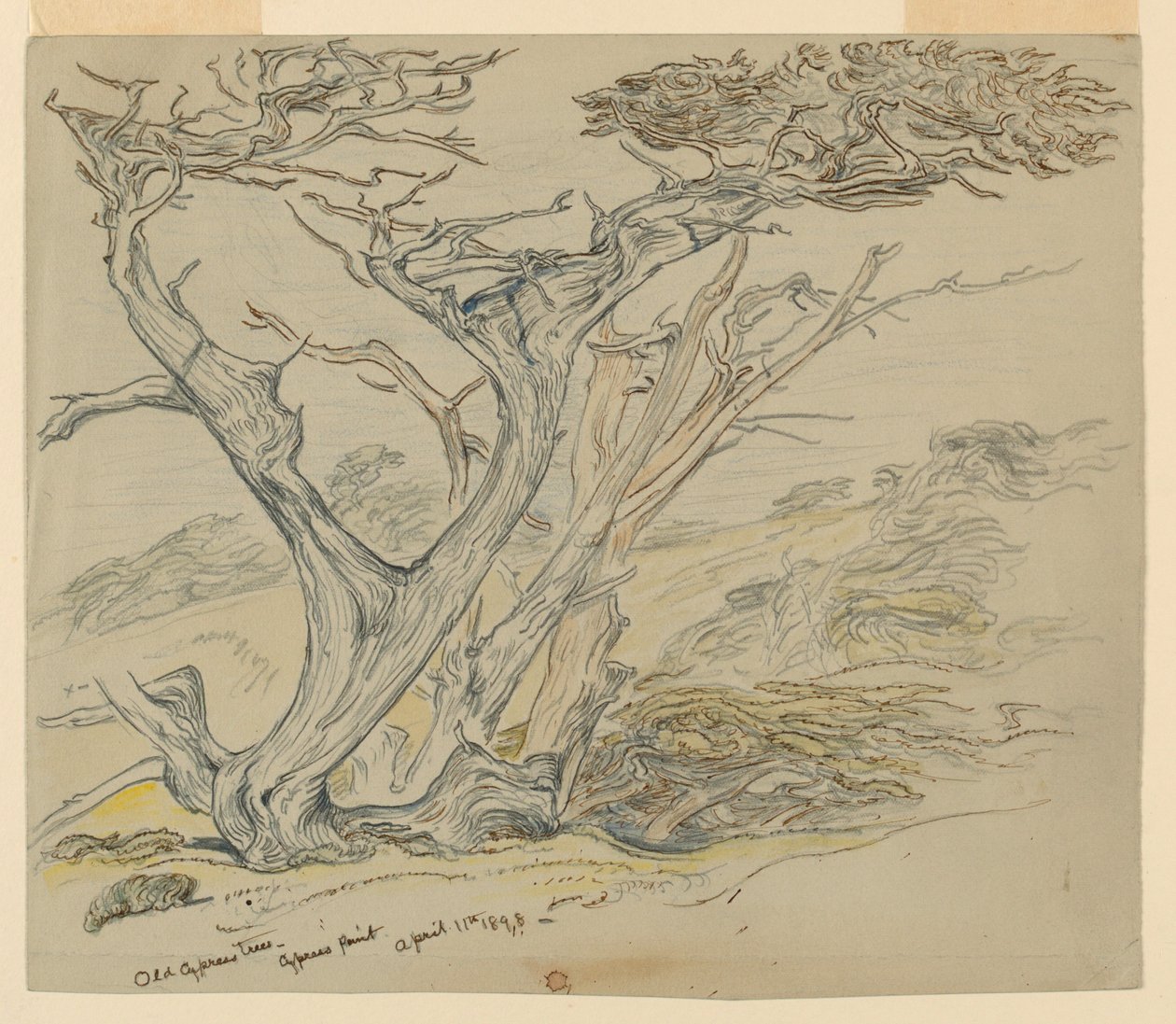Studie van Oude Cipressen, Cypress Point door Samuel Colman