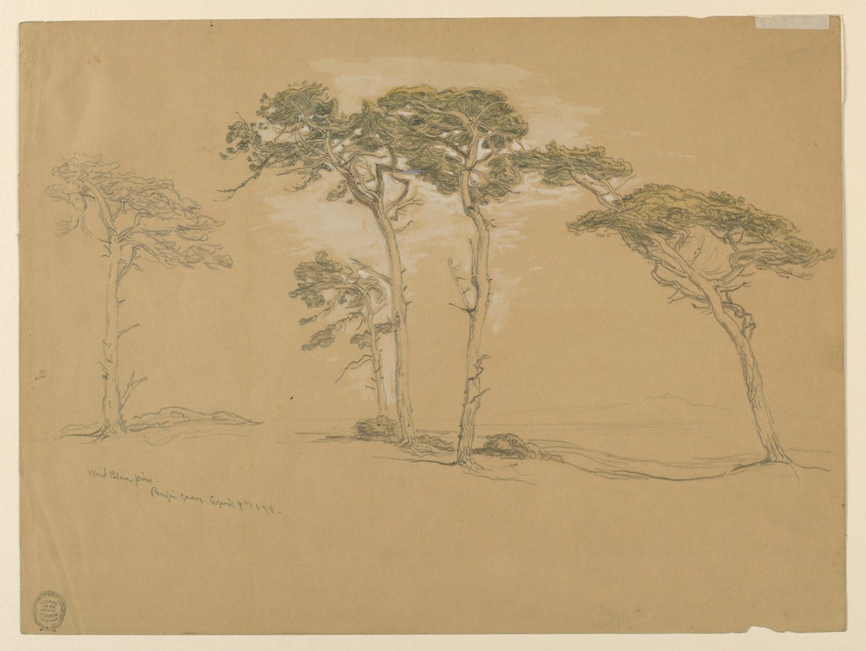 Windgeblazen dennen, Pacific Grove. Verso: Pacific Coast weg naar Point Sur. door Samuel Colman