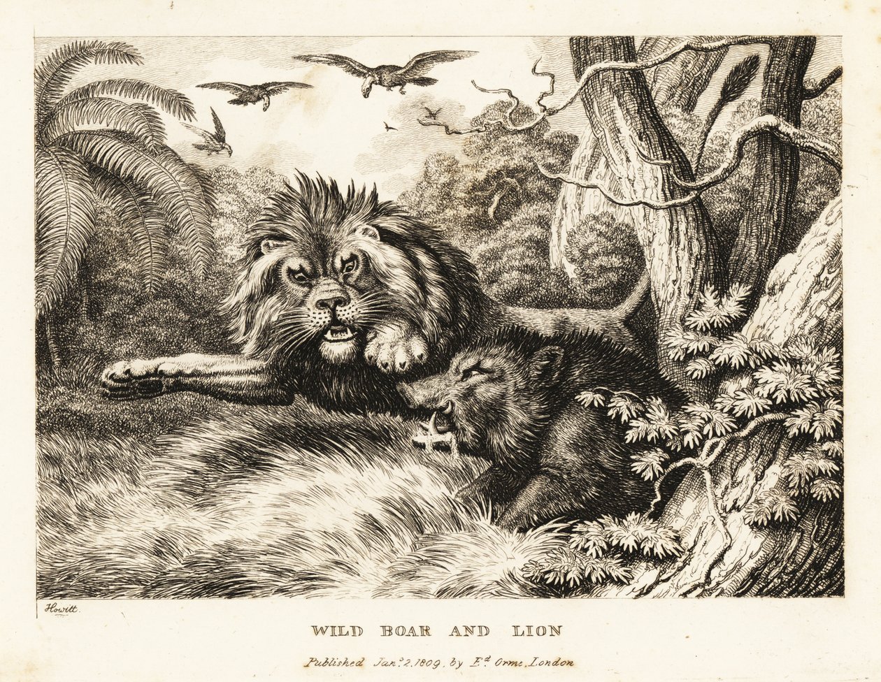 Een leeuw en een wild zwijn vechten terwijl gieren erboven cirkelen. 1811 door Samuel Howitt