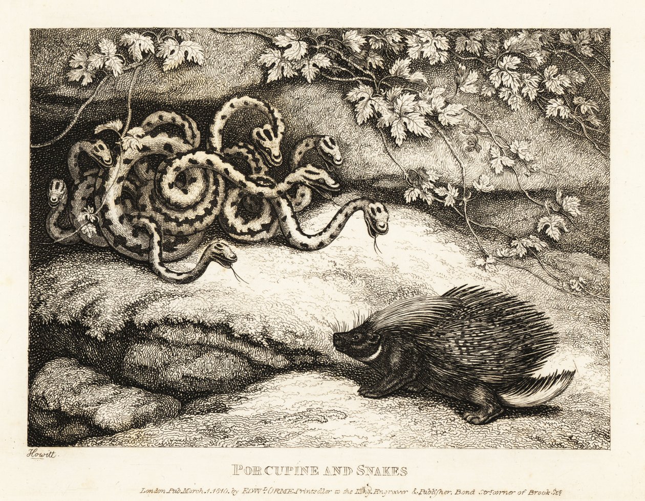 De scherpe stekels van een stekelvarken verdrijven een nest slangen uit een hol. 1811 (ets) door Samuel Howitt