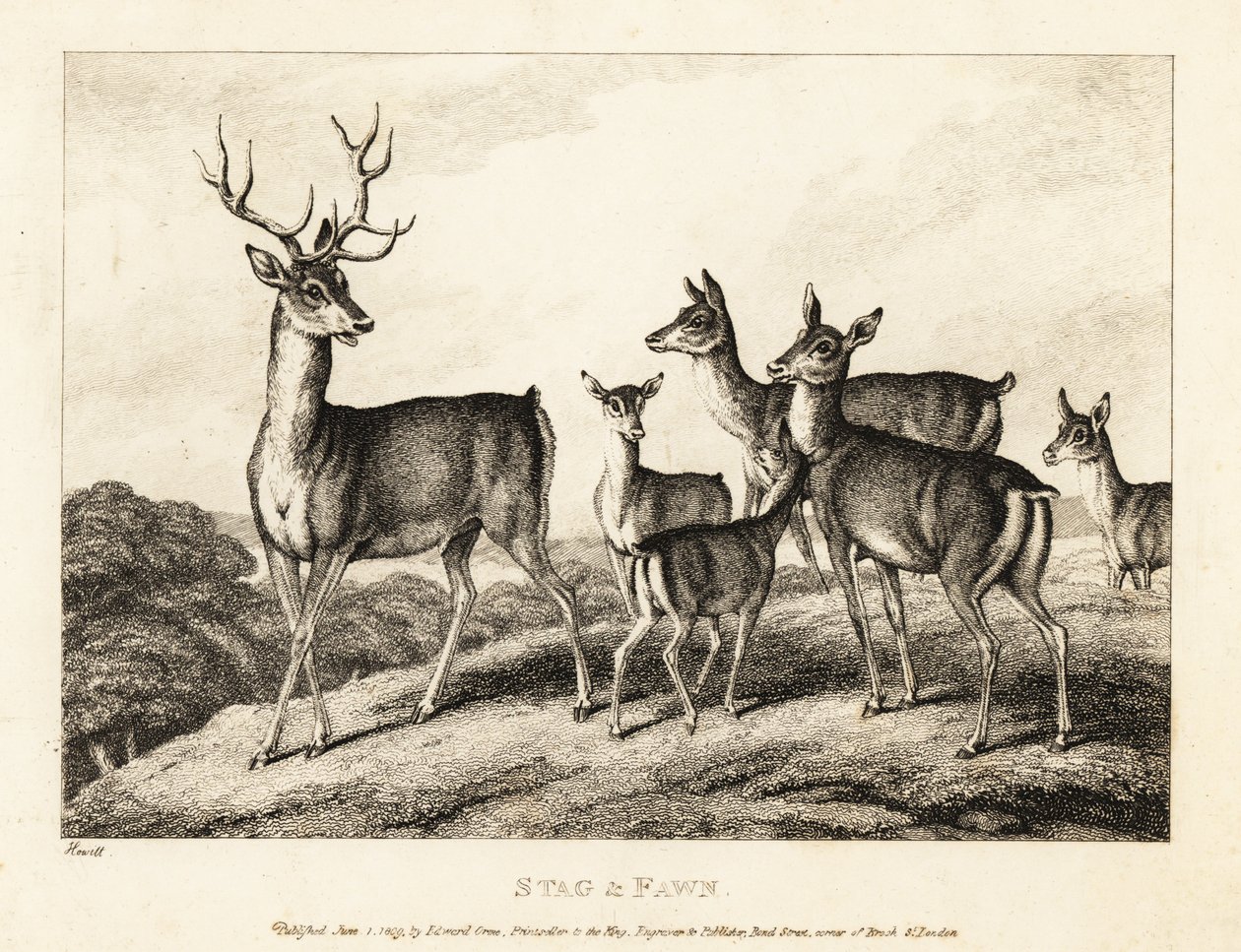 Een hert met hinden en kalveren. Hert en kalf. 1811 (ets) door Samuel Howitt