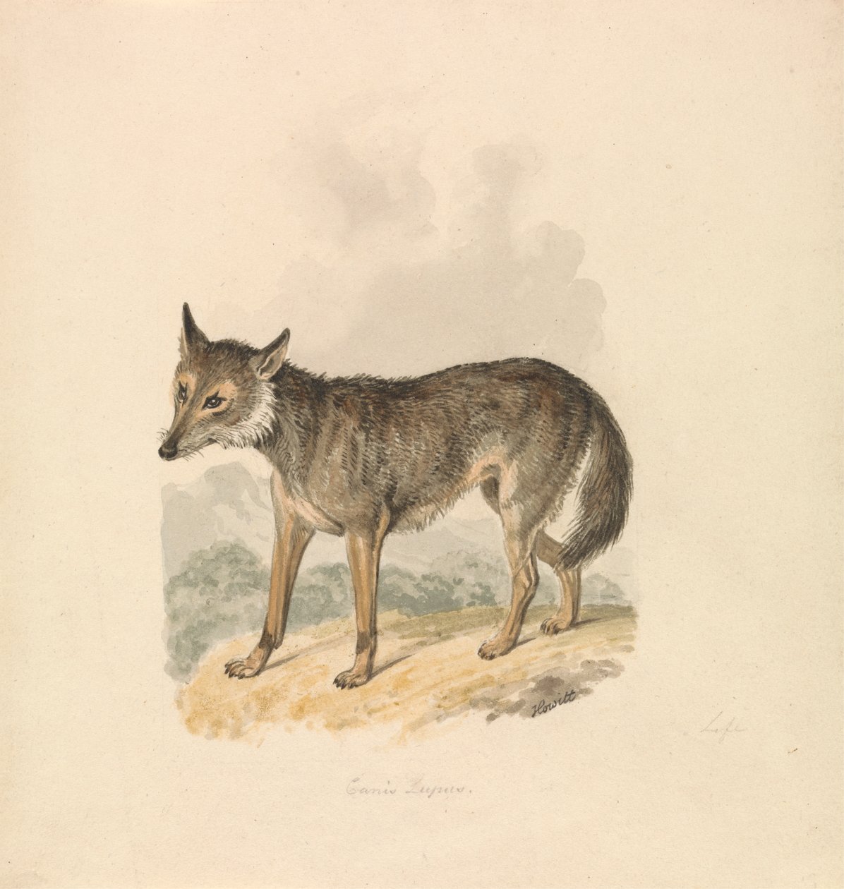 Canis Lupus, of Grijze Wolf door Samuel Howitt