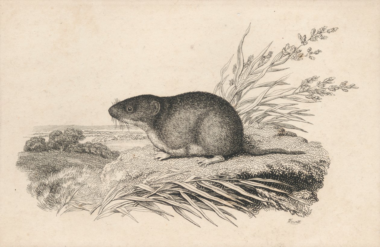 Muskusrat door Samuel Howitt