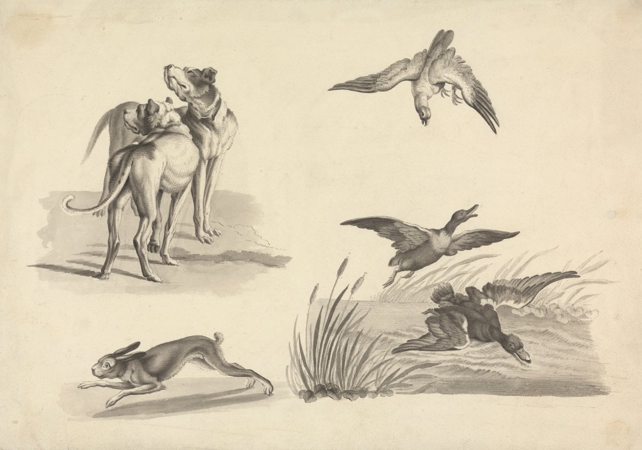 Blad met studies van honden, haas, valk en eenden door Samuel Howitt