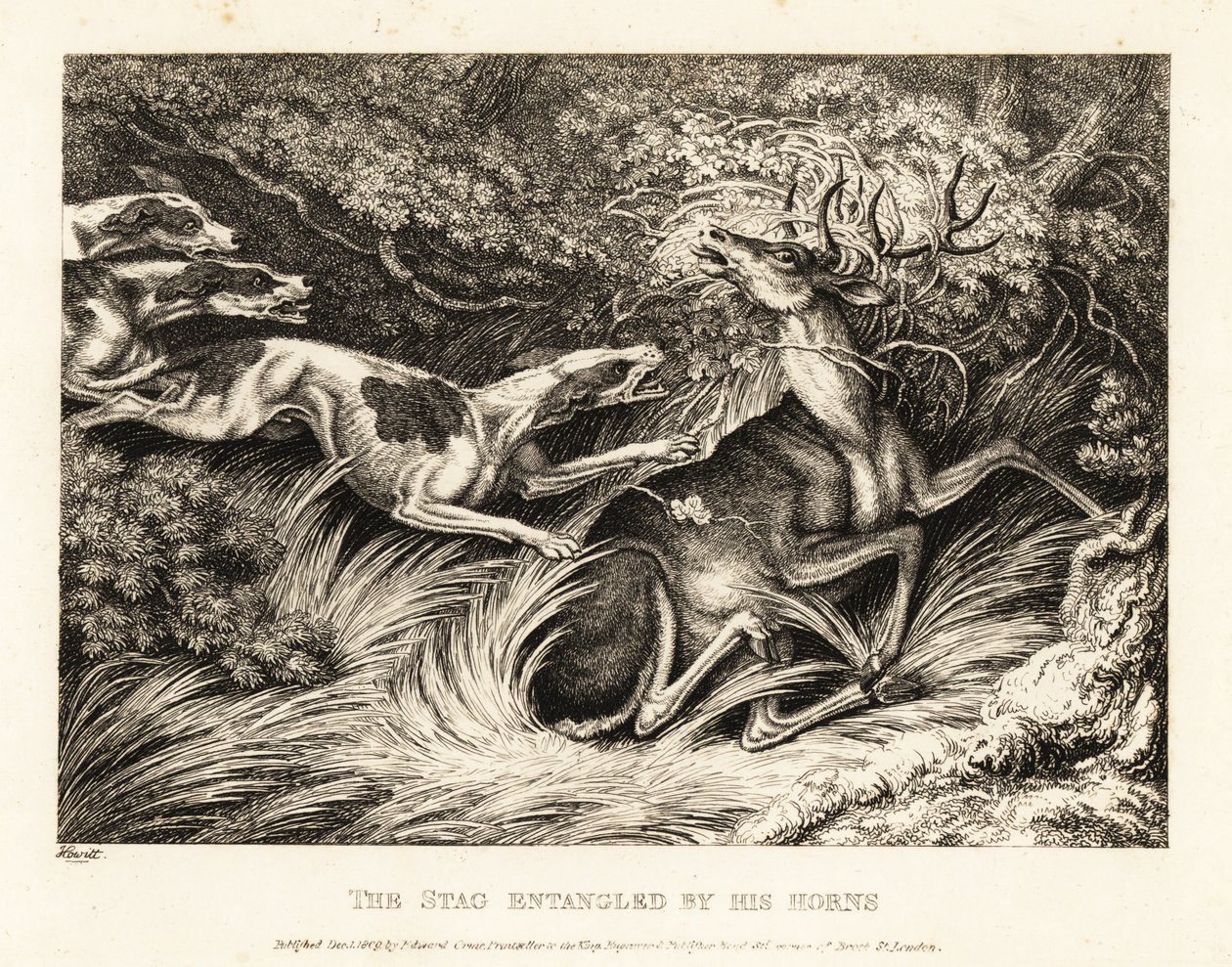 Drie honden vallen een hert aan dat door zijn gewei gevangen is. 1811 (ets) door Samuel Howitt