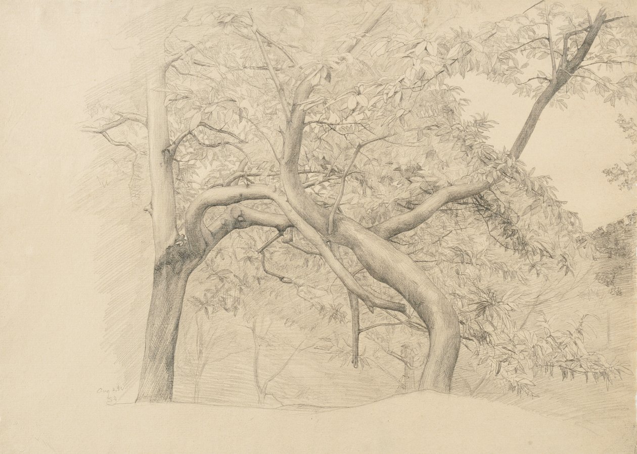 Een struikgewas van bomen in blad, 1884 door Samuel Isham