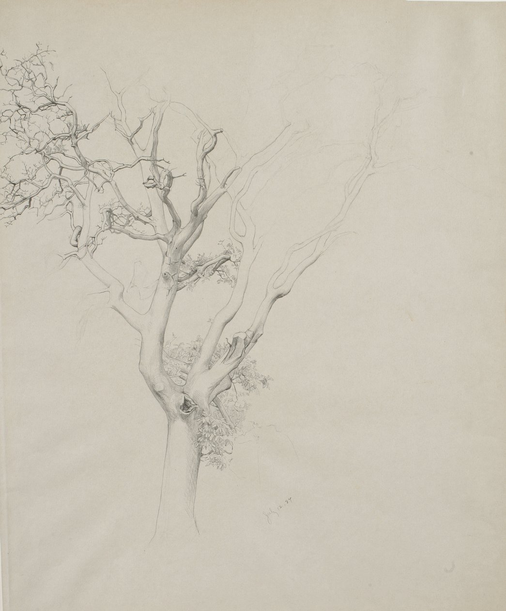 Boomstudie, 1884 door Samuel Isham