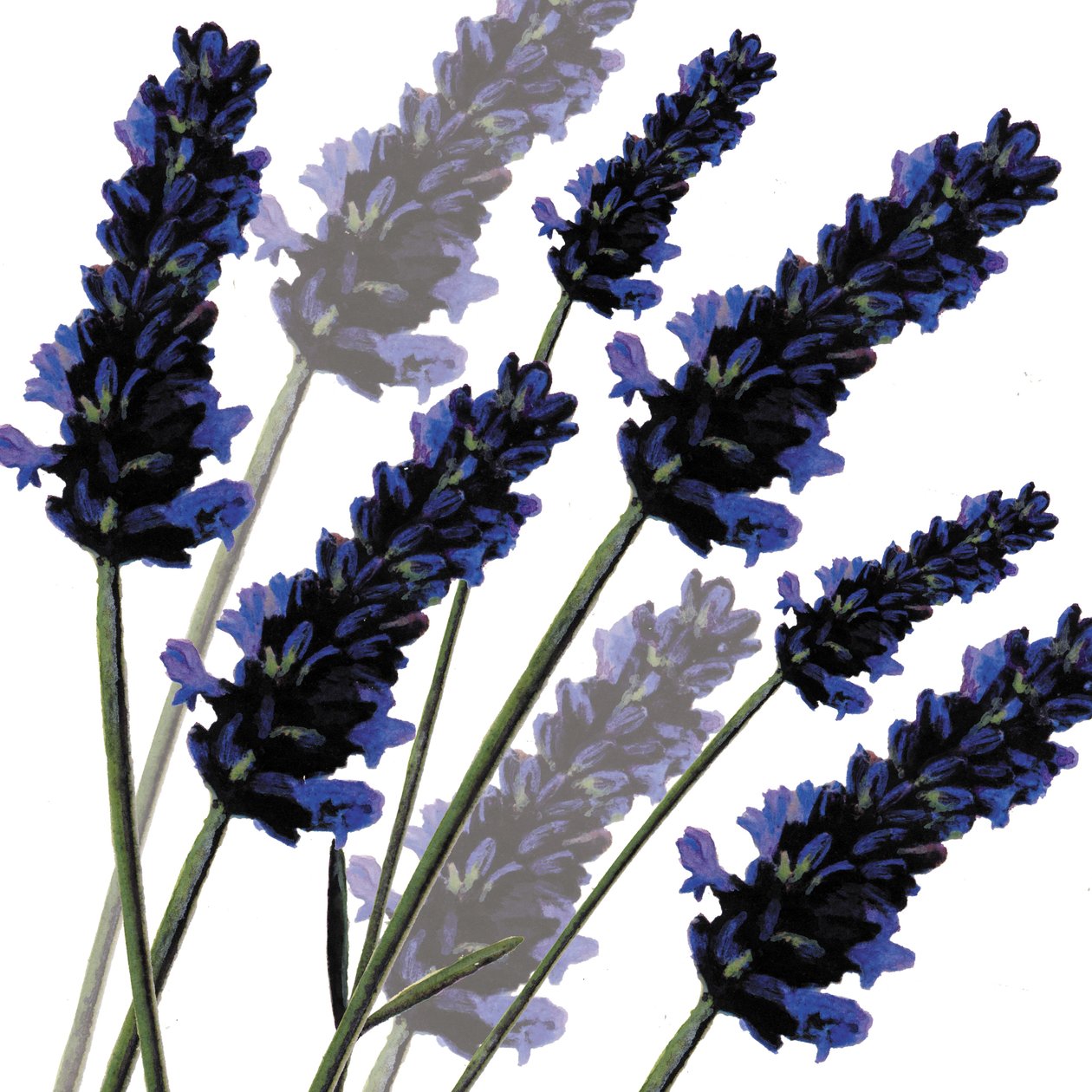 Zoete lavendel, 2004 door Sarah Hough