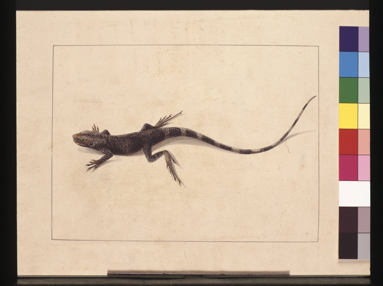 Pagina 31. Muricated Hagedis. Nu bekend als een boomdraak, c.1789-90 door Sarah Stone