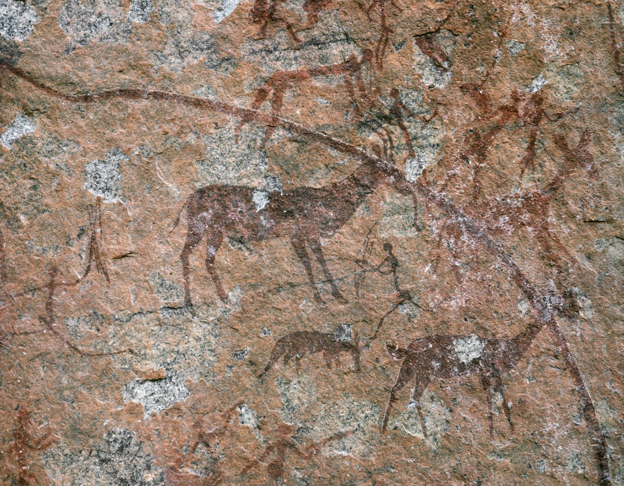 AFRIKAANSE KUNST: Rotsschildering in Ngomo Carera in de Domboshawa Range, 20 mijl noord-oost... (fresco) door School African