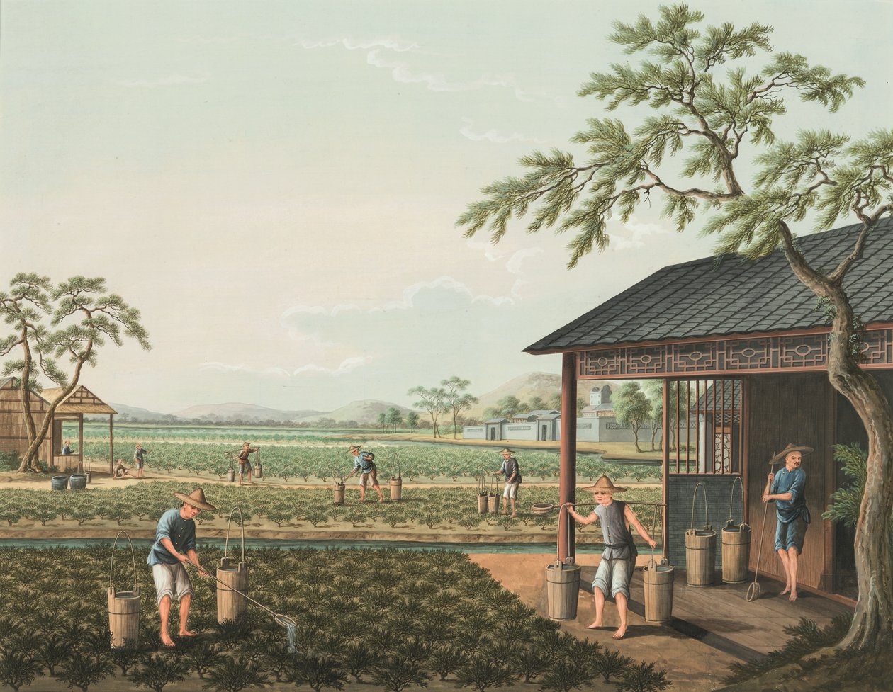 Theeproductie, ca. 1820 door School Chinese