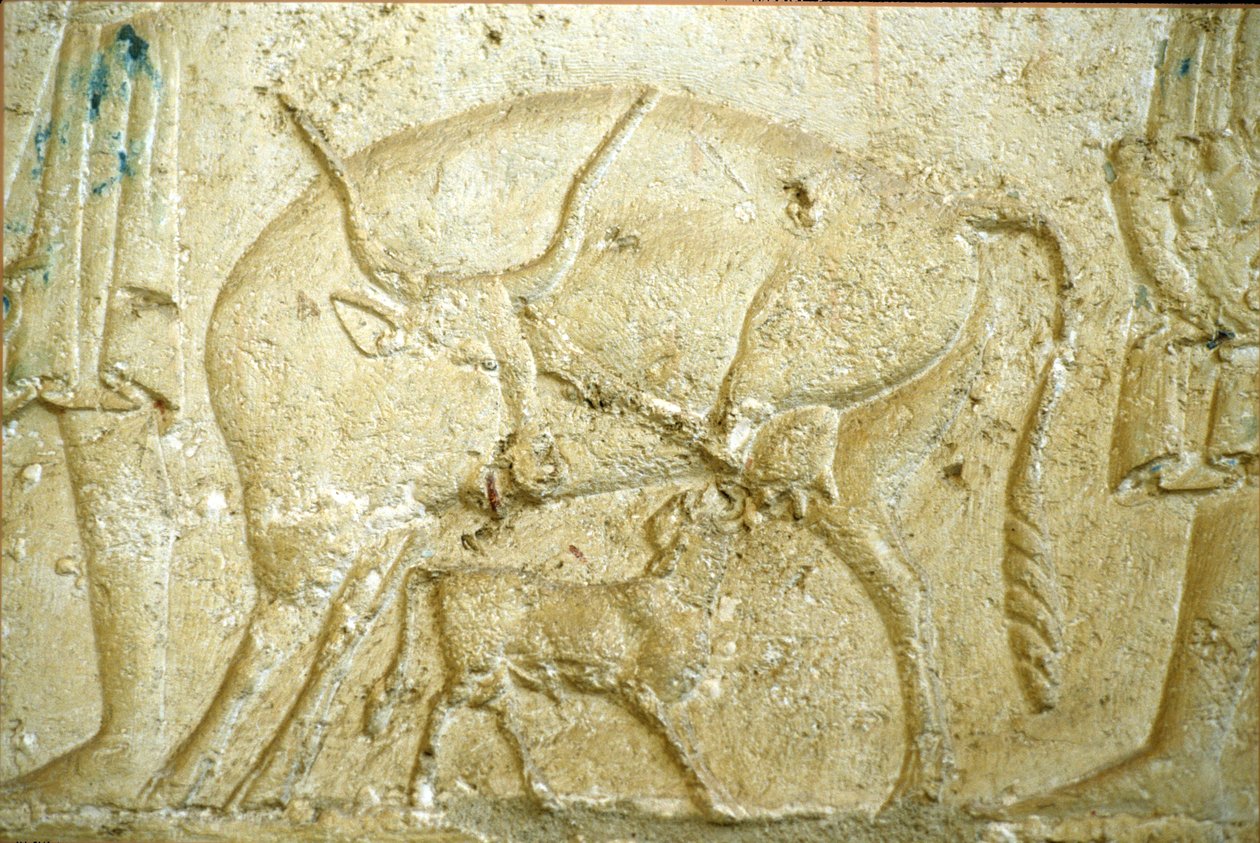 Oud Egypte, Muurgravure/schildering, Graf van Petosiris, Tuna Gabel, Tuna el Gebel, 300 v.Chr., Een kalf dat probeert te zogen door School Egyptian