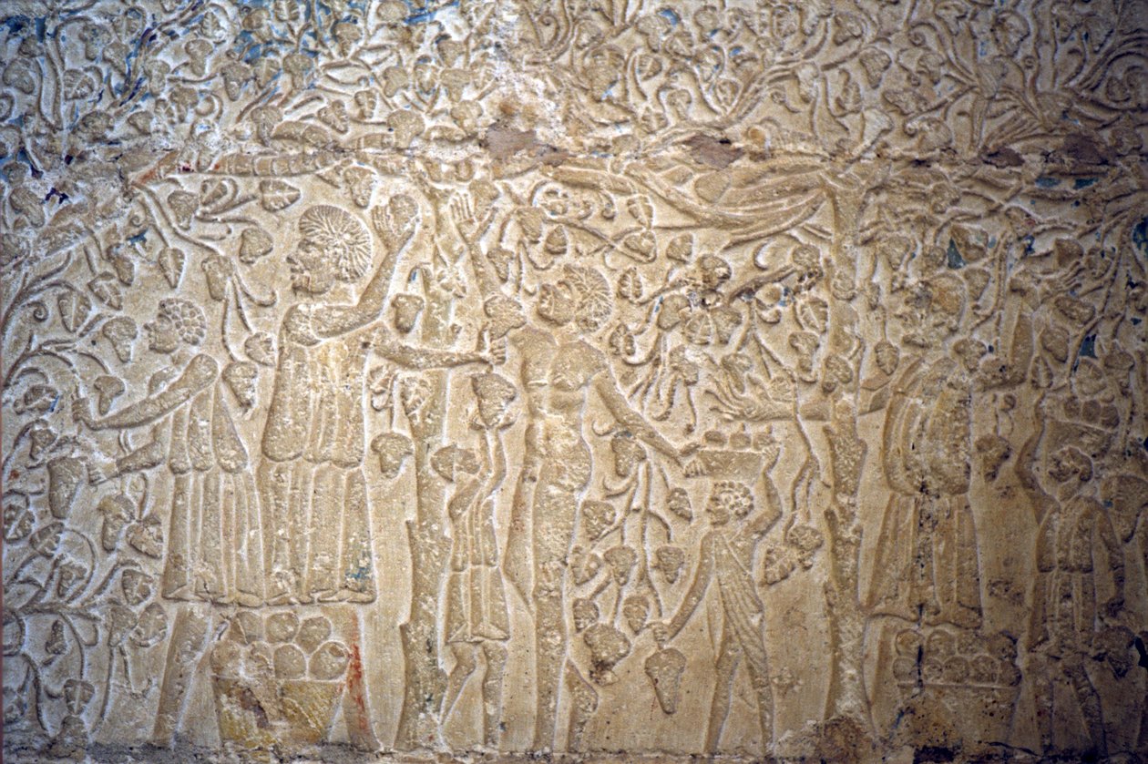 Oud Egypte, Muurgravure/schildering, Graf van Petosiris, Tuna el Gebel, 300 v.Chr., Druiven plukken voor wijn maken door School Egyptian