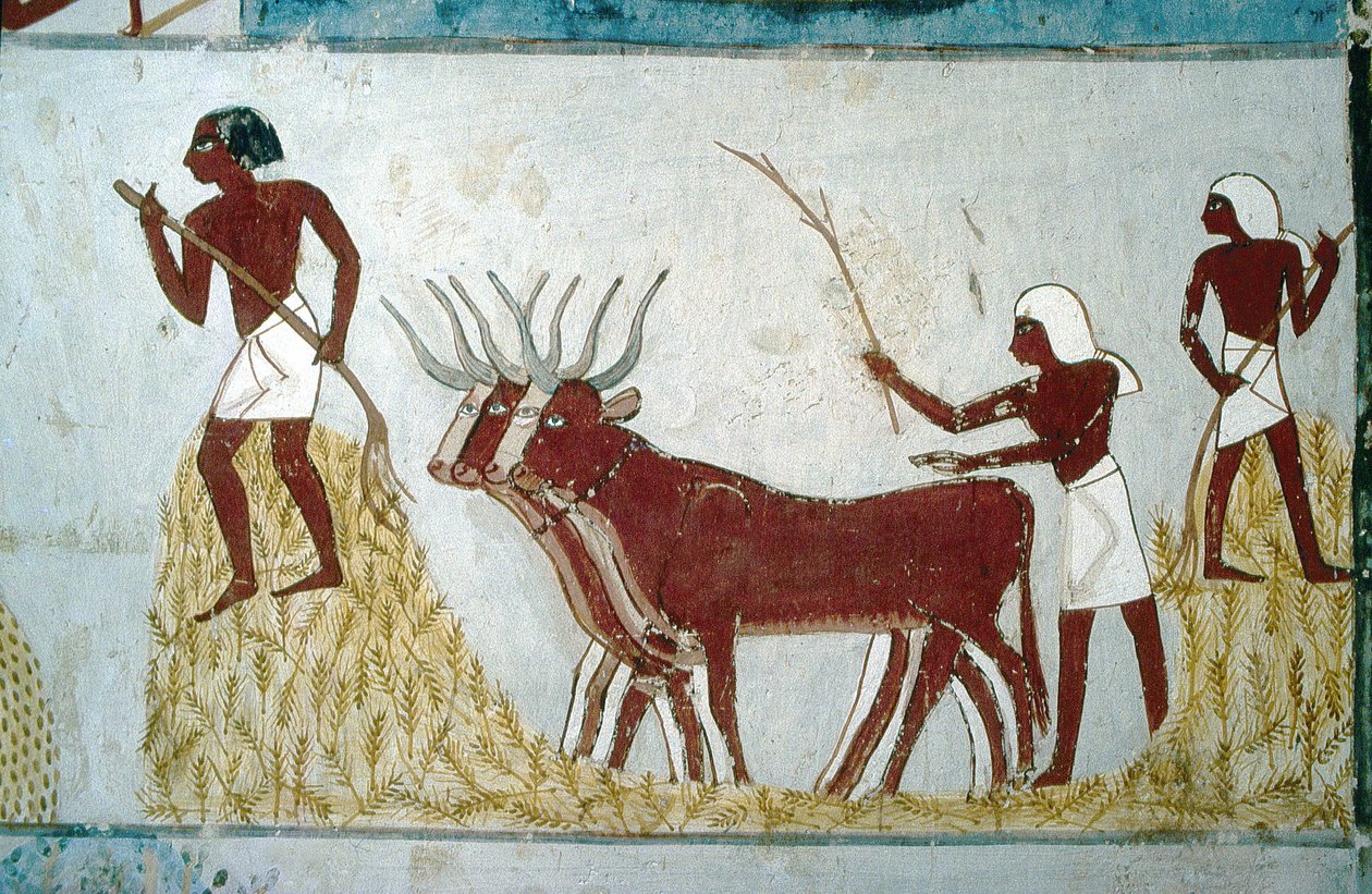 Luxor, Thebe: Graven van de edelen: het graf van Nakht. Landbouwscène. Vallei van de Edelen. door School Egyptian