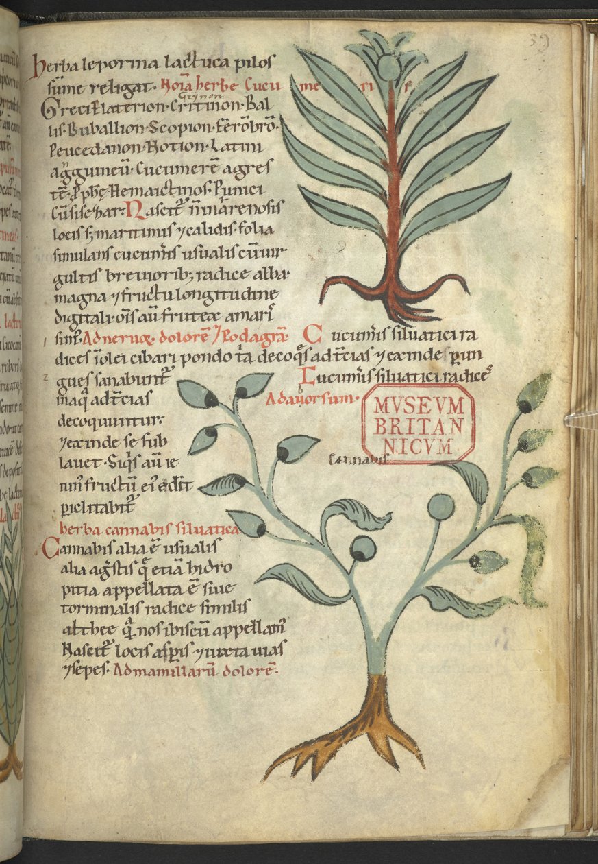 Cucumeris; Cannabis, uit 