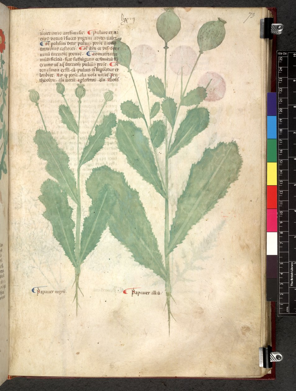 Tractatus de herbis (Kruidenboek) ca. 1280-1310 door School Italian