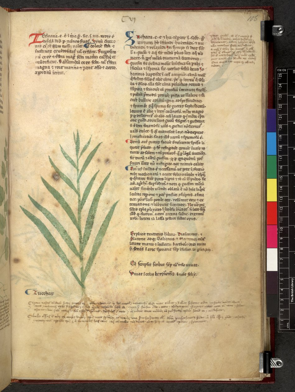 Tractatus de herbis (Kruidenboek) ca. 1280-1310 door School Italian